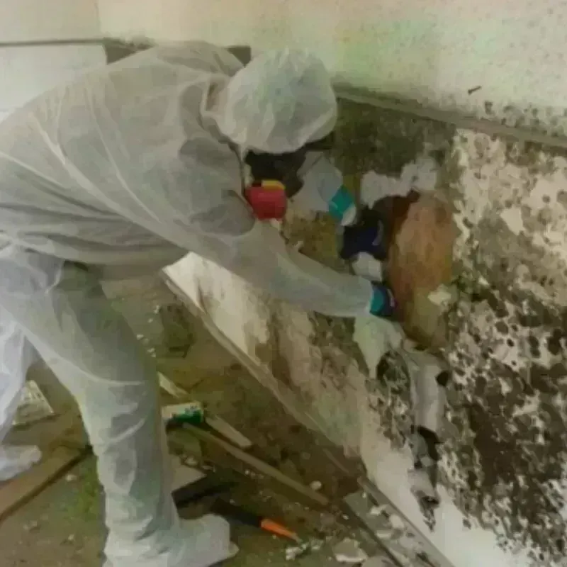 Mold Remediation and Removal in Richton Park, IL